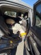 2015 Buick Encore Base